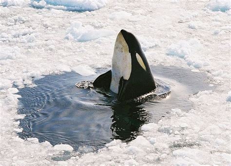 « Spyhopping » d'une orque en mer de Ross