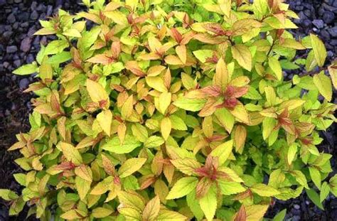 Goldflame Spirea | Goldflame spirea, Plants, Spirea