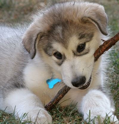 Cute Alaskan Malamute Puppies Photos ~ Cute Puppies Pictures, Puppy Photos