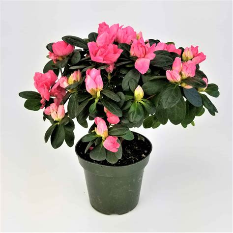 AZALEA - 4" POT - Wholesale Bulk Flower Delivery