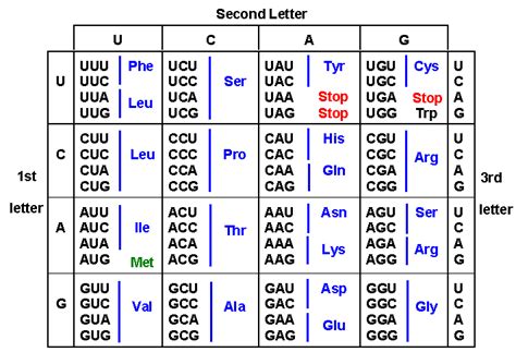 Evolution of the Redundancy of the Genetic Code - Biology Stack Exchange