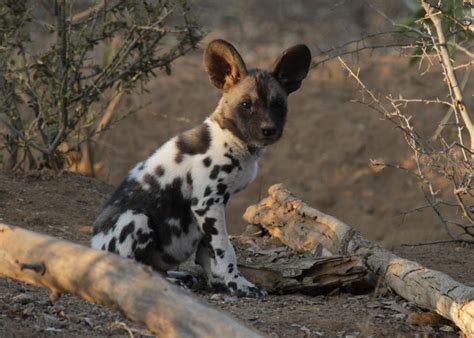 Conserving the Endangered African Wild Dogs of Zimbabwe | Southern Fried Science