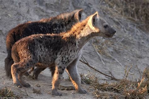 Hyena cubs infected by parasite 'self-sacrifice' by approaching lions ...