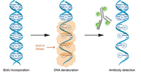 BrdU assay – Encyclopedia of Biological Methods