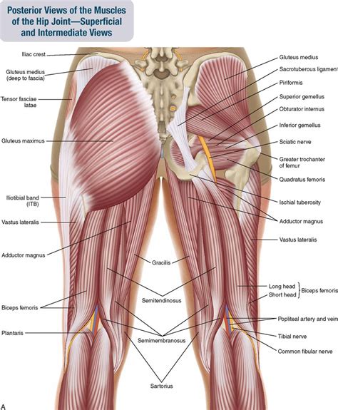 Diagram Of Hip.and Back.muscles - Hip Anatomy / Most modern anatomists ...