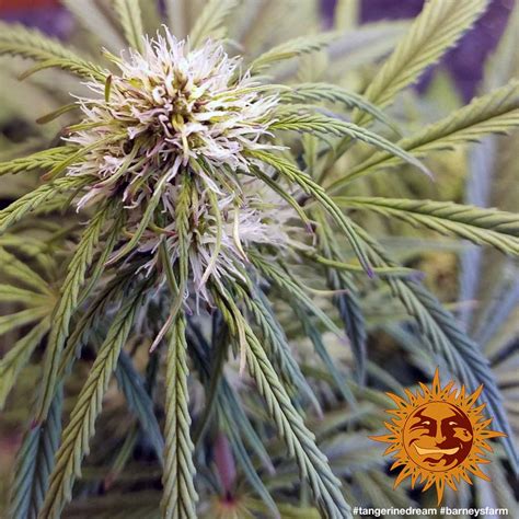 ! TANGERINE DREAM™ Cannabis Seeds | BARNEYS FARM®