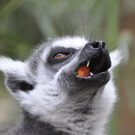 Lemur Meme Chill Out