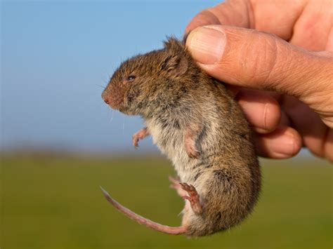 How To Handle Voles | MasterGuard Pest Control