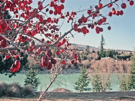 Free photo: Cherry Blossom Tree - Blooming, Blossoms, Cherry blossom ...