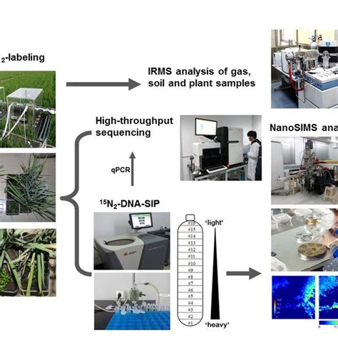 Unveiling of active diazotrophs in a flooded rice soil by combination ...