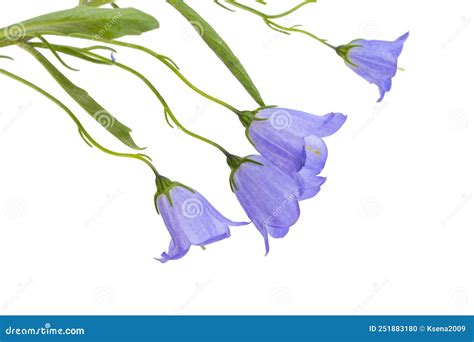 Blue bell isolated stock photo. Image of background - 251883180