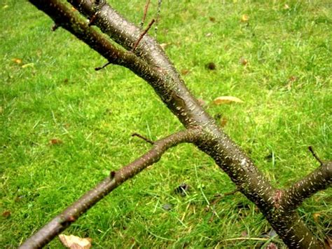 Wild Cherry Bark – Prunus serotina | Root Buyer