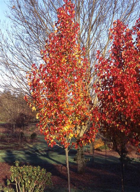 Pyrus 'Capital' Ornamental Pear - Hello Hello Plants & Garden Supplies