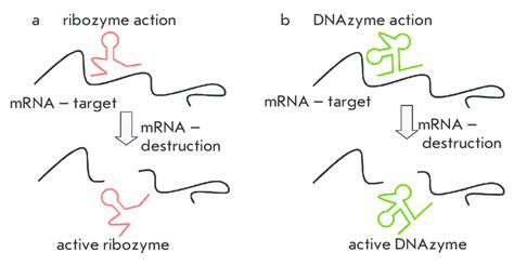 Processes of ribozyme action (a) and DNAzyme action (b) | Download Scientific Diagram