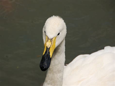 The Online Zoo - Whooper Swan