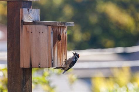 Do woodpeckers use birdhouses to nest in? Which ones are best?