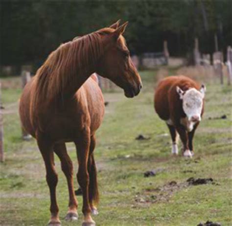 Home - Kay Geyer, DVM: Veterinary Clinic | Veterinary Services | Chatham, VA 24531