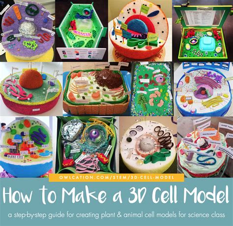 How to Create 3D Plant Cell and Animal Cell Models for Science Class - Owlcation