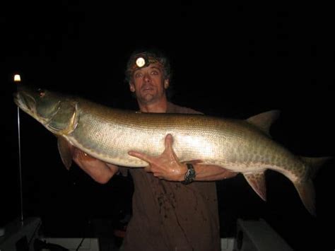 Muskie and Tiger Muskie Teeth: Facts You Need to Know – Rod And Net