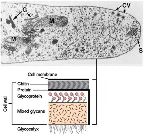 Glycocalyx structure. Cross section through the tip of a fungal cell ...