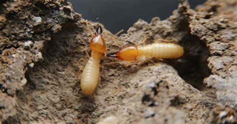 Drywood vs Subterranean Termites | Hulett Environmental Services