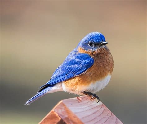 Today is Eastern Bluebird Day! - Meigs Point Nature Center