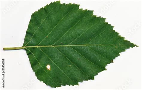 Paper Birch leaf Stock Photo | Adobe Stock