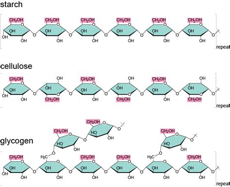 Chemistry Q & A: What are polysaccharides?