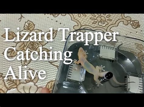 How To Get Rid Of Lizards / Cockroach. Best House Lizard Trap no glue trap no poisonous - YouTube