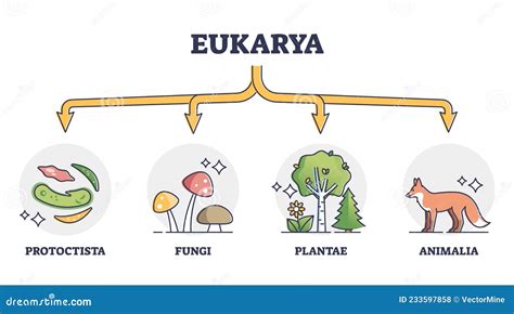 Eukaryotes And Eukarya As Enclosed Nucleus Organisms Division Outline Diagram Vector ...