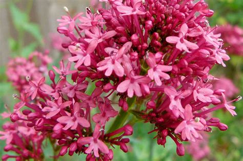 Red Valerian (Centranthus ruber) | Fables and Flora