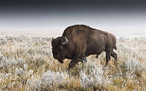 Bison Wallpapers - Wallpaper Cave