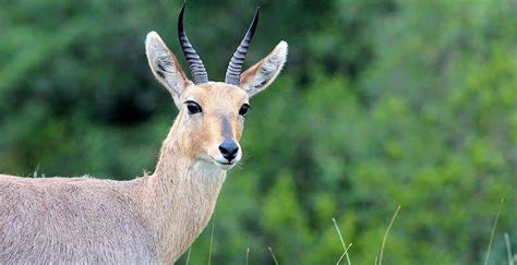 A close-up shot of a mountain reedbuck in the Eastern Cape. | Mammals, Animals, African travel