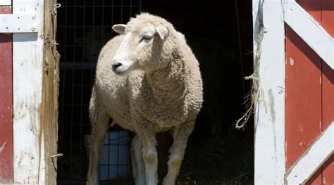 Sheep Barn Ideas (5 Things To Know) - SheepCaretaker