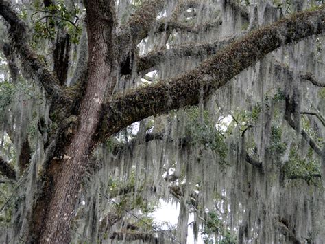 Mossy Oaks Are Dripping with Organic Matter - Eos