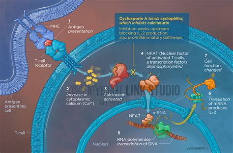 Canine Dermatology - Link Studio