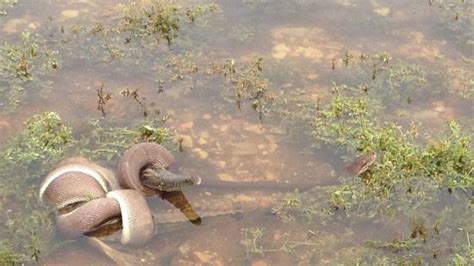 A Snake vs. A Crocodile with an Interesting Twist (19 pics + 2 videos) - izispicy.com