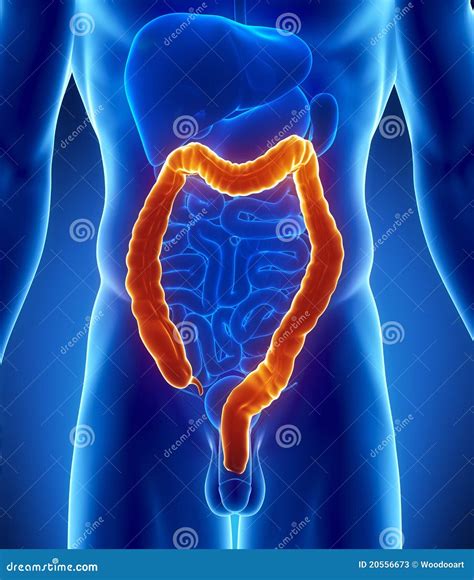 Male Colon Anatomy - Digestive System Stock Image | CartoonDealer.com ...