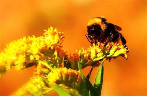 Bumblebee - Description, Habitat, Image, Diet, and Interesting Facts