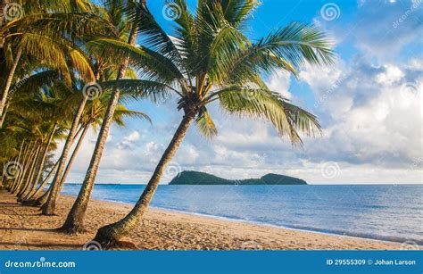 Tropical Beach with Palm Trees Stock Image - Image of paradise ...