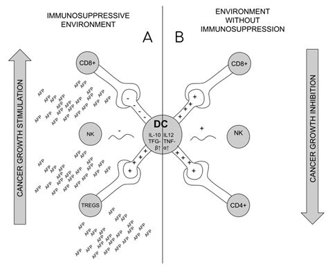 IJMS | Free Full-Text | The Role of Alpha-Fetoprotein (AFP) in ...