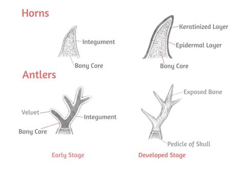 Horns Diagram