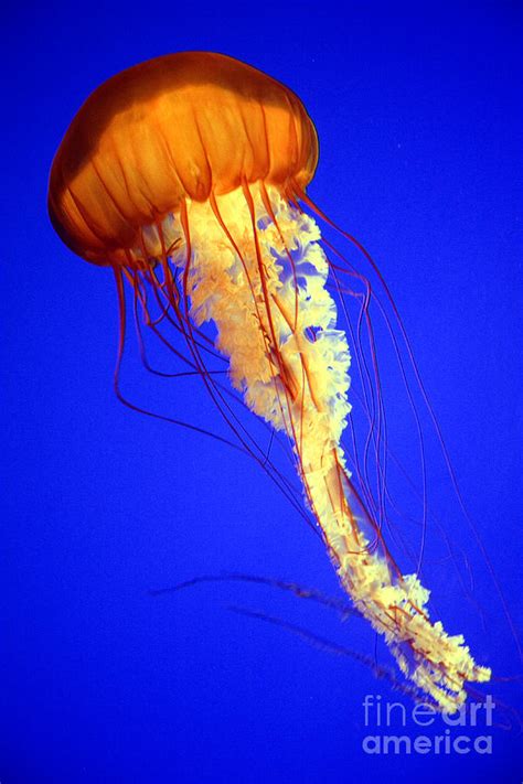 Northern Sea Nettle Chrysaora melanaster #2 Photograph by Wernher ...