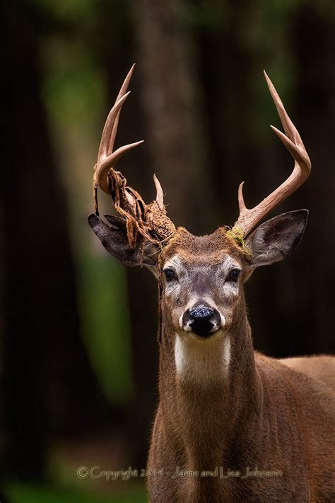 Photos: Bucks and bulls in prime condition this week | The Spokesman-Review