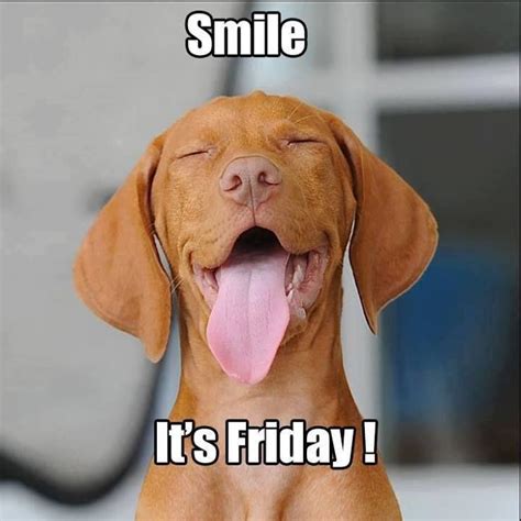 We're so close to the weekend! Have an amazing Friday. | Friday dog, Funny dogs, Friday humor