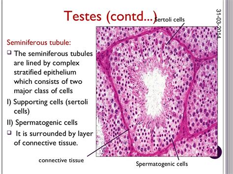 histology of male reproductive system