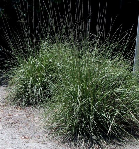 Muhlenbergia rigens for our slope | California native plants, Native plants, California garden