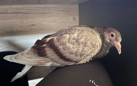 What Does A Baby Pigeon Look Like? - PIGEONHOW.COM