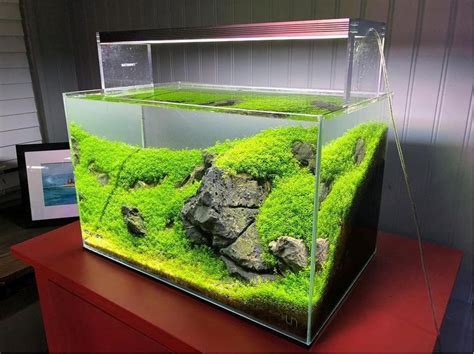 Simple Nano Planted Tank Iwagumi Style Layout Ideas For Beginner All credit to @@_danny.adams on ...