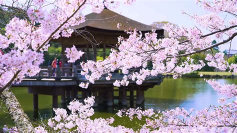 Seven Fabulous Cherry Blossom Spots, Accessible from Osaka by Train! | GOOD LUCK TRIP